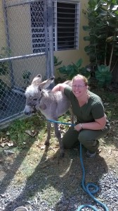 Juan Carlos, my first donkey patient, at about 1 month of age was found 20 feet out in the ocean after being attacked by an adult donkey. He found a new home on St. Thomas, USVI.